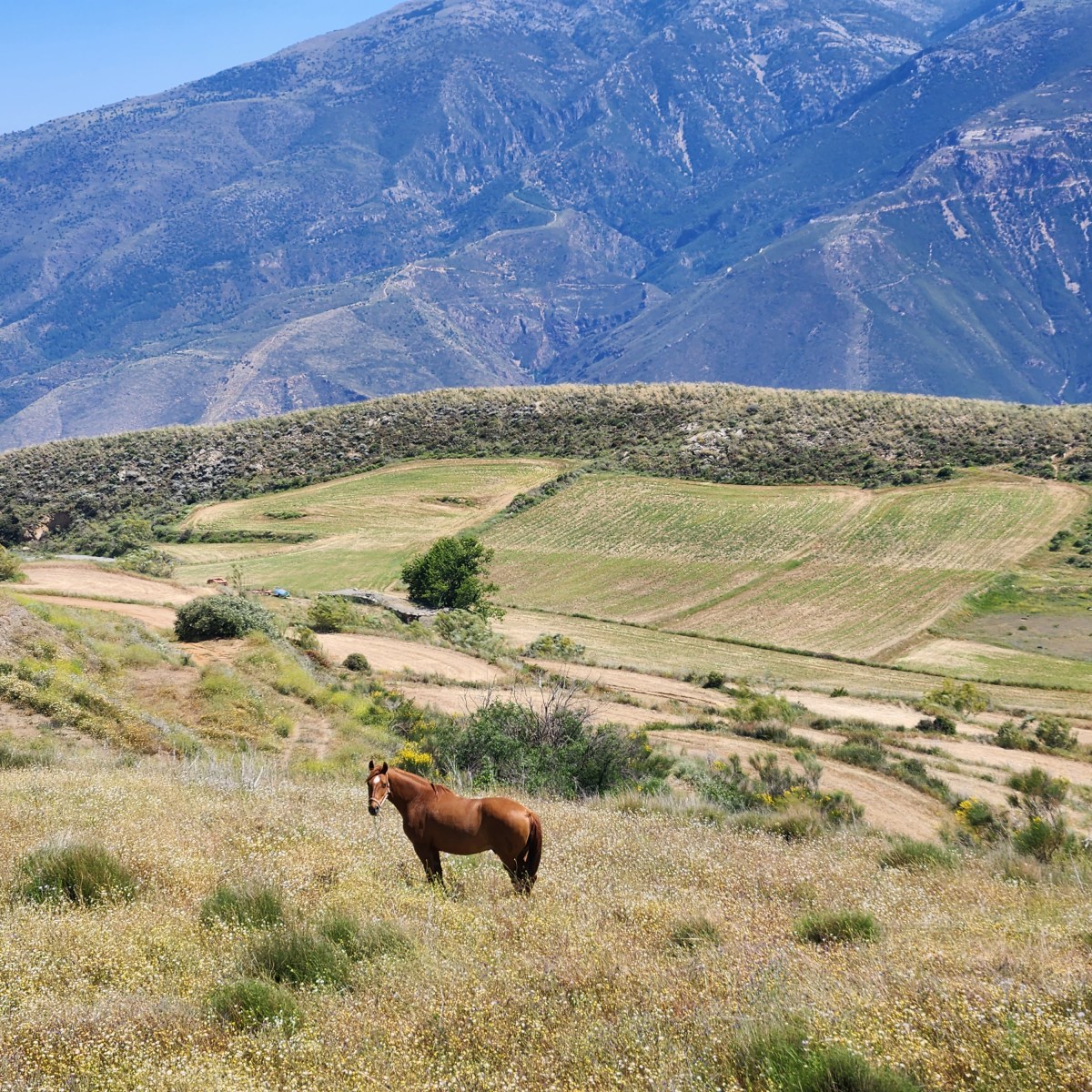 הזיות של מטייל בודד&nbsp;2