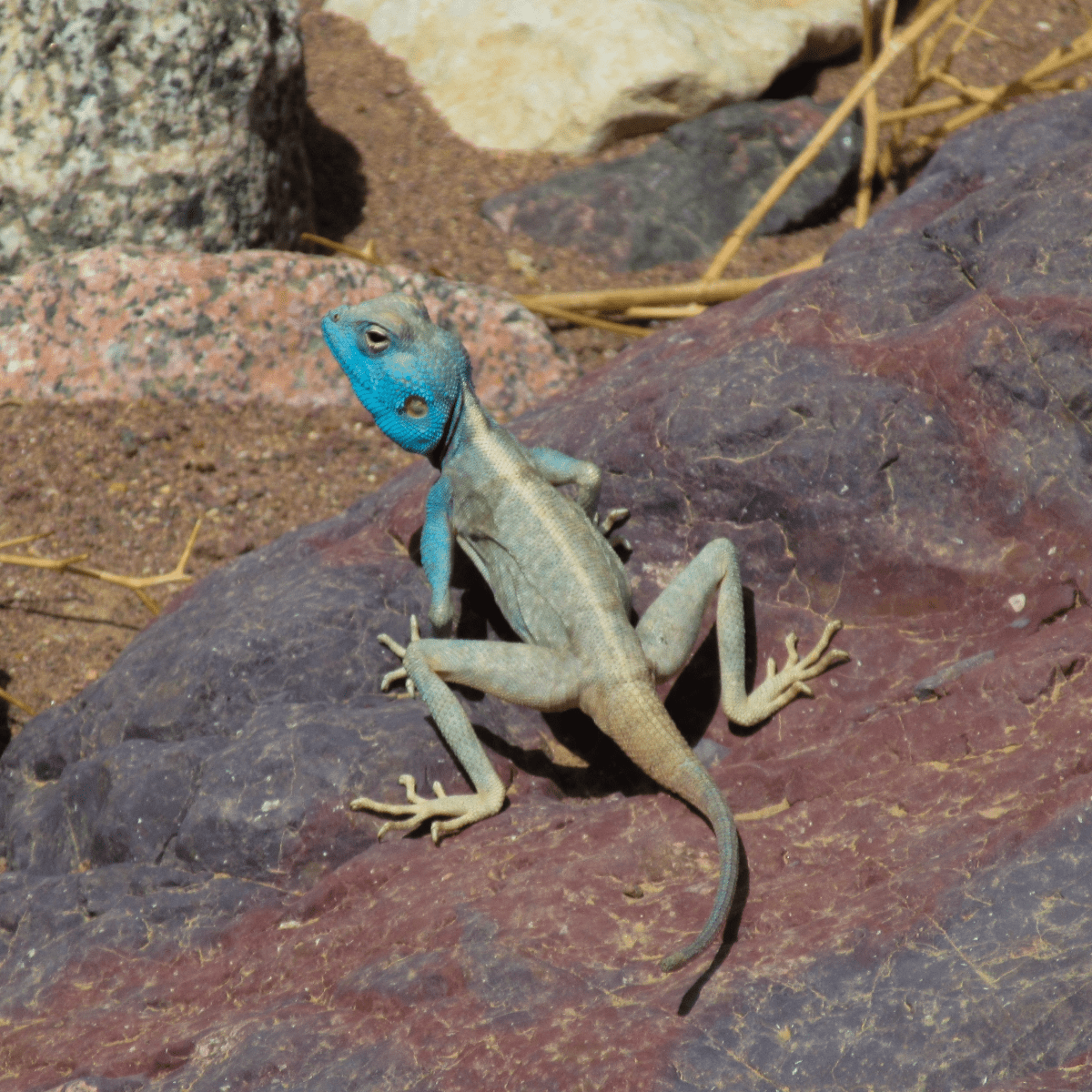 קריאה טקסונומית בפרשת&nbsp;׳שמיני׳
